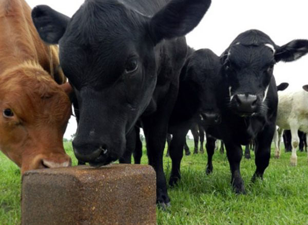 animal feeding salt
